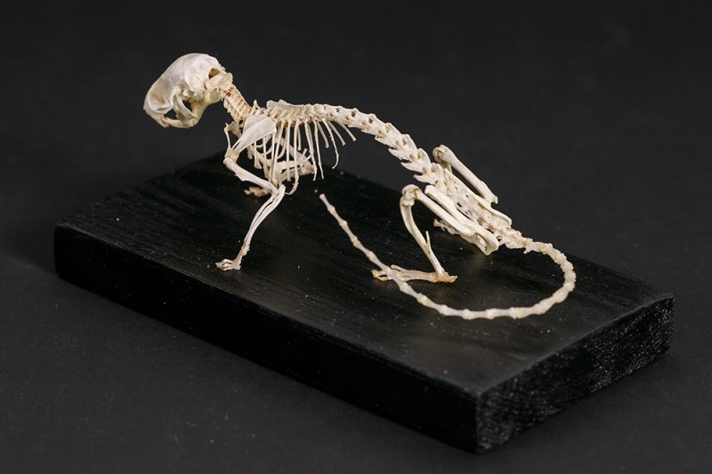 Скелет акациевой крысы