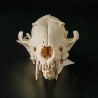 Черепа лисиц (Vulpes vulpes L.,1758)