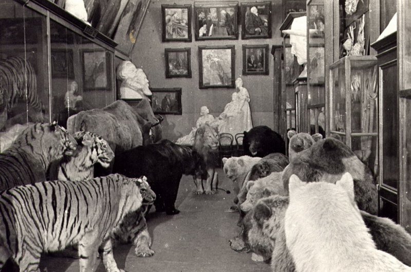 Переполненная экспонатами экспозиция музея. 1950-е