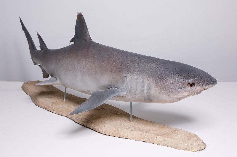 Чучело белопёрой акулы (Carcharhinus albimarginatus Rüppell, 1837)