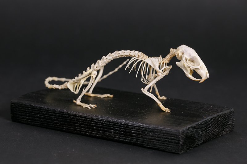 Скелет акациевой крысы