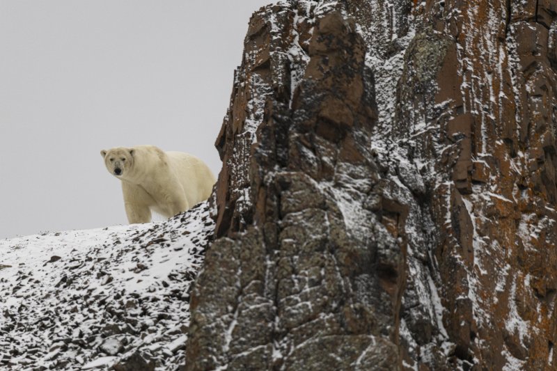 Белый медведь, о. Аполлонова, Земля Франца-Иосифа. Автор фото: Николай Гернет