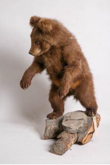 Бурый медведь Ursus arctos