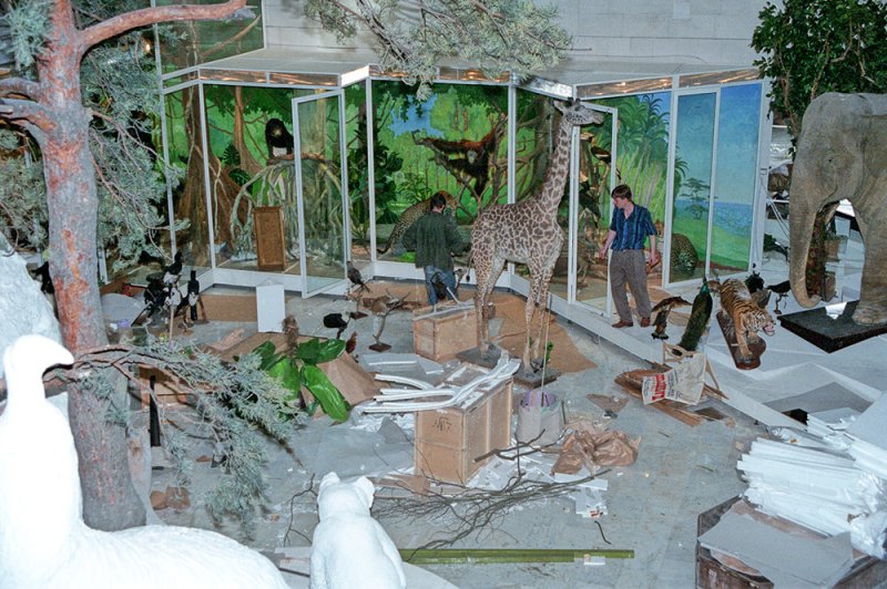 Идёт строительство экспозиции в зале «Многообразие жизни на Земле». 1995