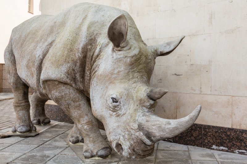 Фигура белого носорога Ceratotherium simum украсила вход в Дарвиновский музей