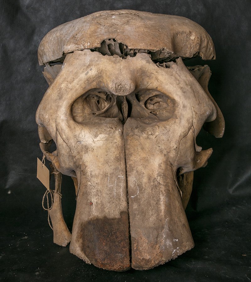 Реставрация черепа африканского слона