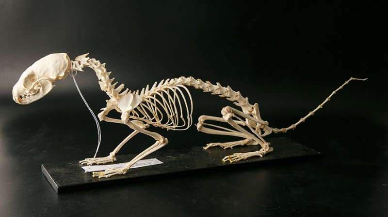 Скелет лесной куницы (Martes martes L.,1758)