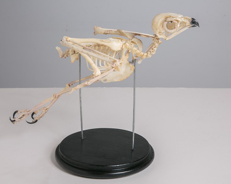 Скелет канюка (Buteo buteo Linnaeus, 1758)
