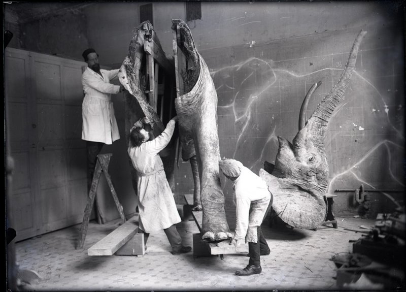 А. Ф. Котс и Ф. Е. Федулов монтируют чучело африканского слона. 1927 