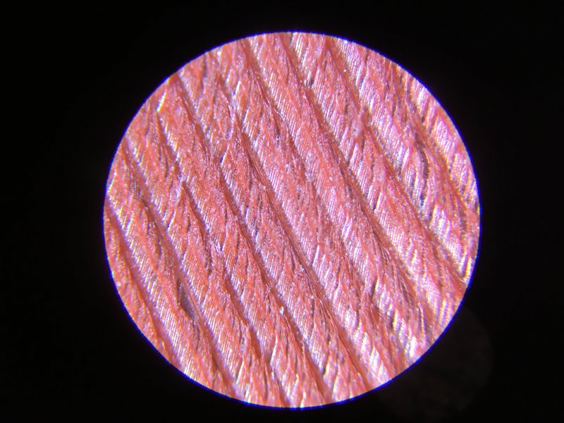 Фламинго : Птица под микроскопом: пух и перья