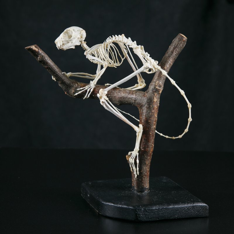 скелет толстохвостого галаго