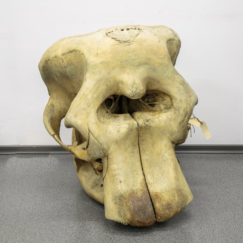 Реставрация черепа африканского слона