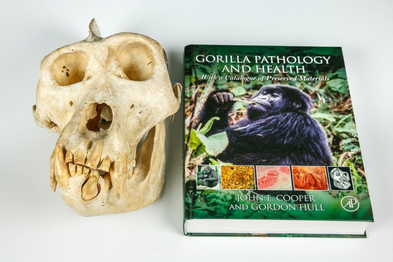 Паталогия и здоровье горилл. С каталогом сохранившихся материалов