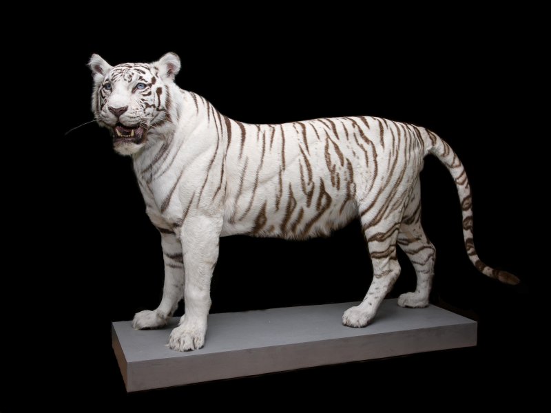Белая тигрица Кали