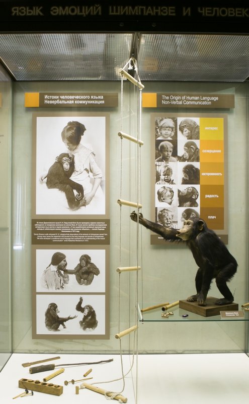 Язык эмоций шимпанзе и человека