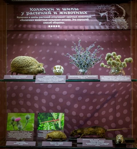 Перердвижная выставка Растения и животные: параллельные миры