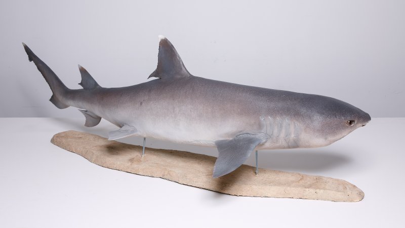 Чучело белопёрой акулы (Carcharhinus albimarginatus Rüppell, 1837)