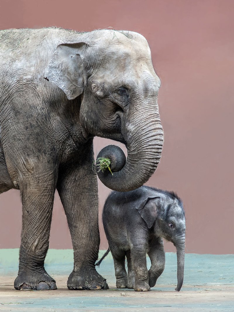 Слониха с малышом