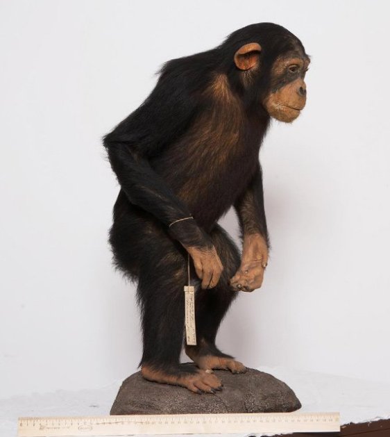 Шимпанзе Pan troglodytes