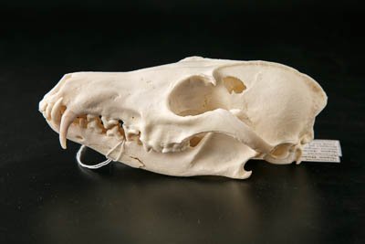 Черепа лисиц (Vulpes vulpes L.,1758)