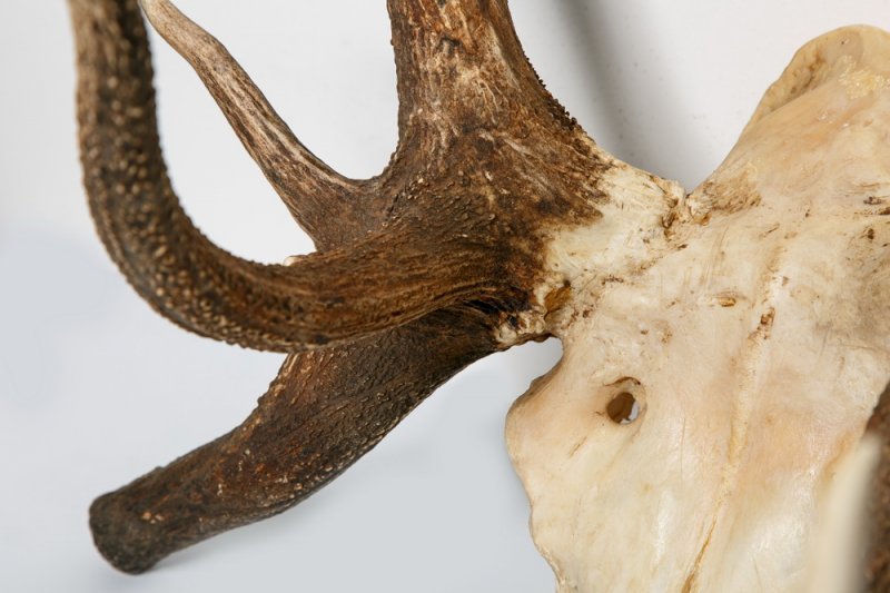 Аномальные рога благородного оленя. Cervus elaphus Linnaeus, 1758