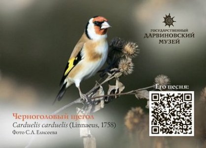 Поющие календари "Птицы Москвы"