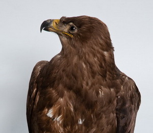 Степной орел Aquila rapax