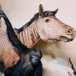 Zebroid – a Horse or a Zebra?