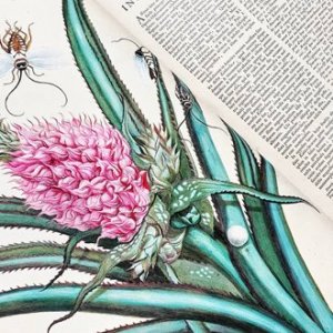 Ботаническая иллюстрация: наука памяти 