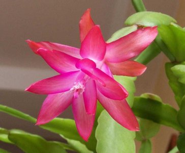 «Декабрист» - цветущий кактус тропических лесов»