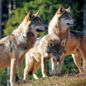 Лекция "Как устроена и живет семья волков"