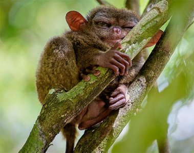 Мини-лекция «Тенденции эволюции приматов»