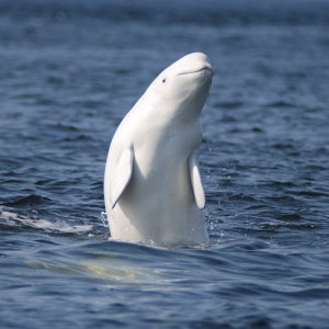 «Гаджет для белого кита»