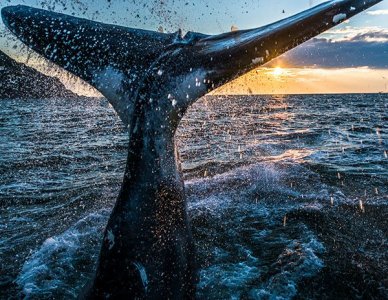 Гренландские киты бухты Врангеля. Россия. Охотское море