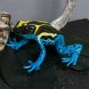 Муляжи смертельно ядовитых тропических лягушек