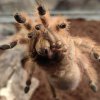 Новый обитатель инсектария - паук-птицеед по кличке Диметра