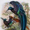 Вернисаж выставки «Остров папуасов и райских птиц»