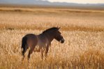 Лошадь Пржевальского. Возвращение в российские степи