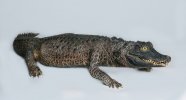 Коллекция Чучела амфибий и рептилий пополнилась новым экспонатом – чучелом тупорылого крокодила