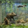 Re-exposition of the display case “Wetland complex of Losiny Island”