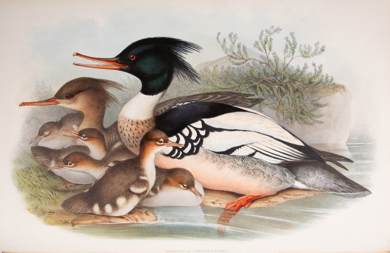 Средний длинноносый крохаль, книга Gould J. The Birds of Great Britain 1873