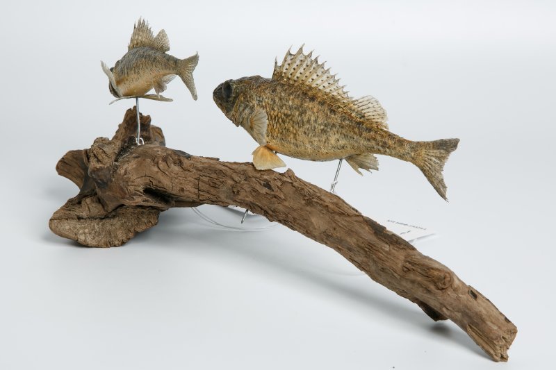 Новое поступление – биогруппа «Ерши на коряги».  (Gymnocephalus cernuus Linnaeus, 1758)