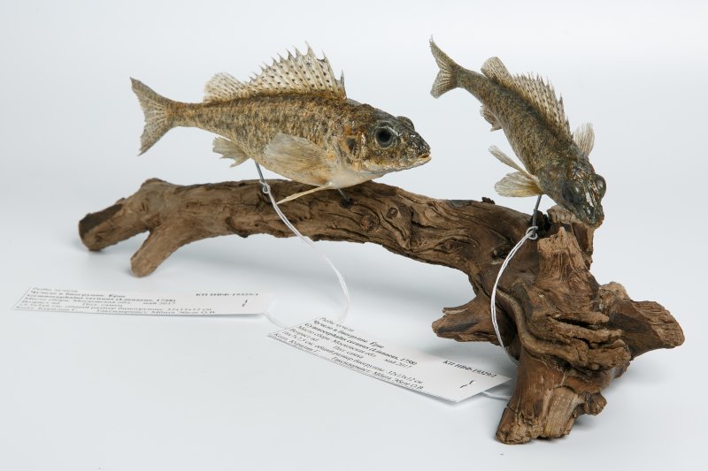 Новое поступление – биогруппа «Ерши на коряги».  (Gymnocephalus cernuus Linnaeus, 1758)