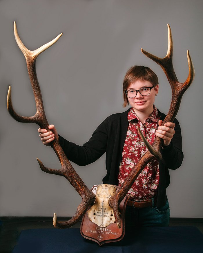 Рога благородного оленя (Cervus elaphus L.,1758) на медальоне