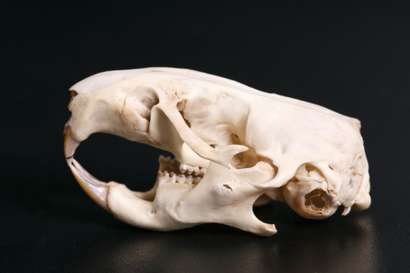 Череп обыкновенного хомяка Cricetus cricetus Linnaeus, 1758
