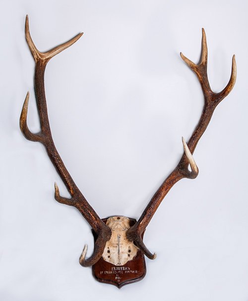 Рога благородного оленя (Cervus elaphus L.,1758) на медальоне