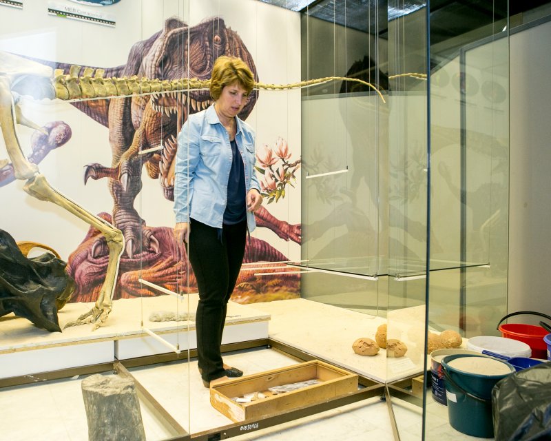 Витирина «Мезозой»