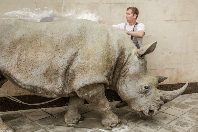 Фигура белого носорога Ceratotherium simum украсила вход в Дарвиновский музей