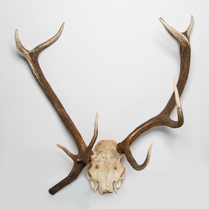 Аномальные рога благородного оленя. Cervus elaphus Linnaeus, 1758