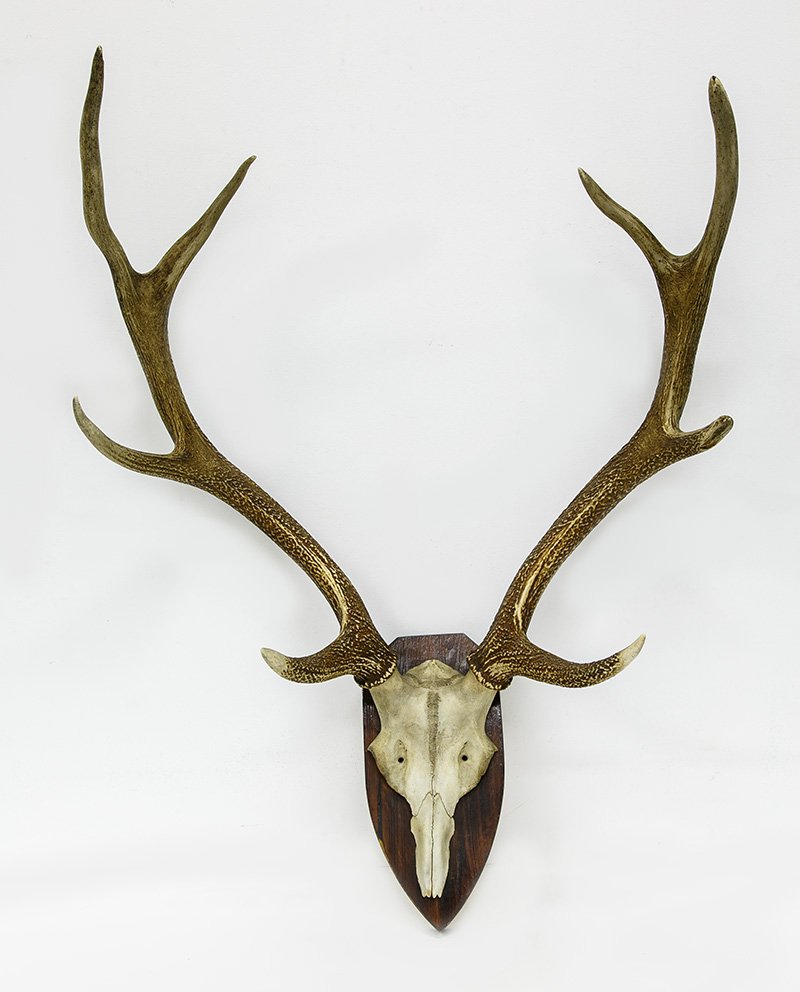 Рога пятнистого оленя (Cervus nippon Temminck, 1838) на медальоне